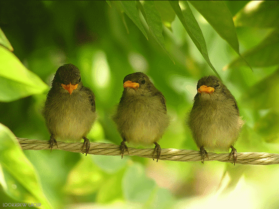 three-birds-on-the-tree